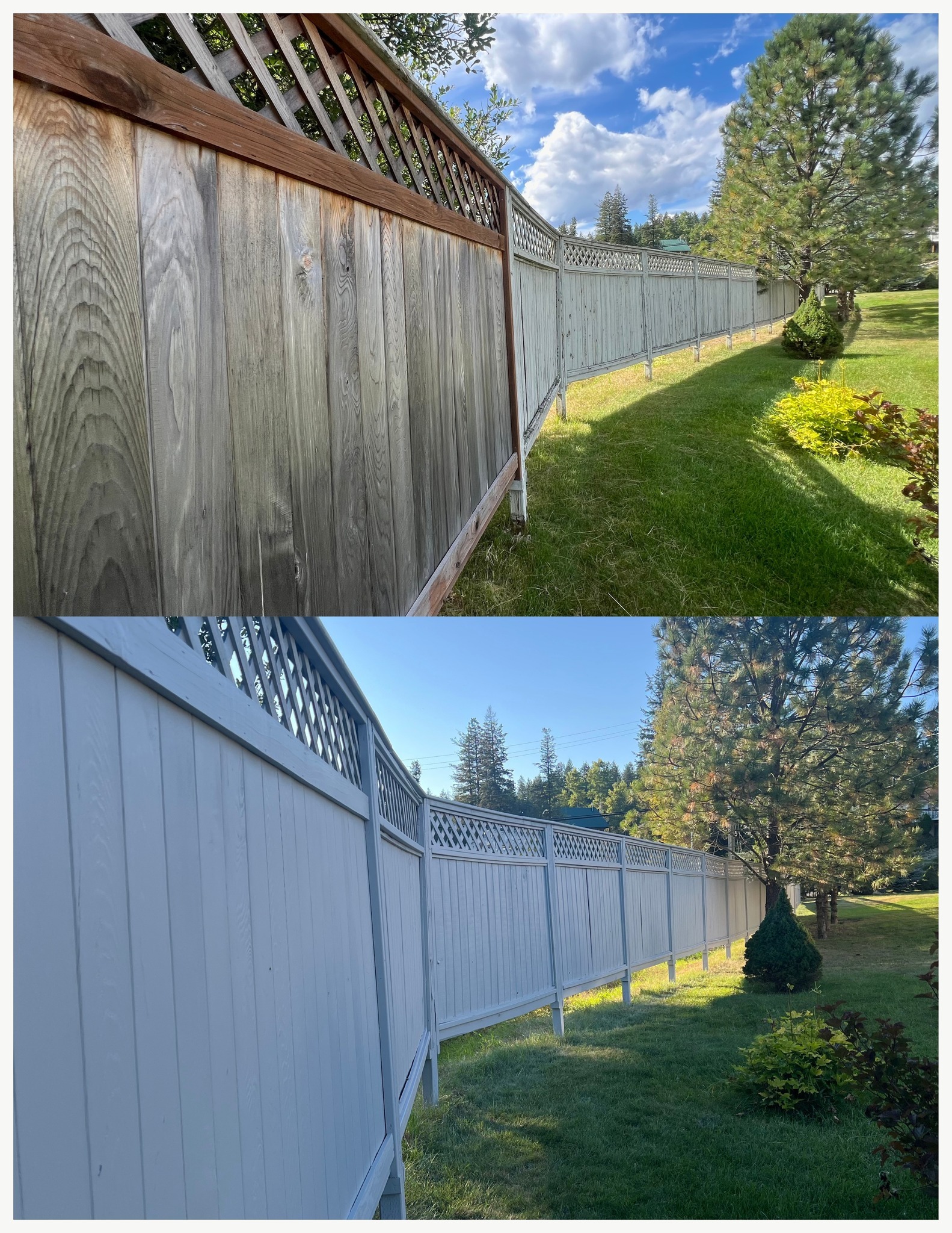 Fence painting — weathered grey wood to clean white