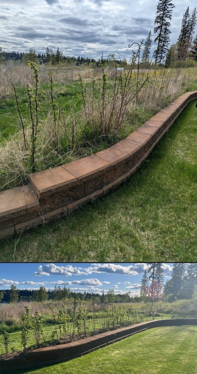 Retaining wall area — overgrown to clean landscaping