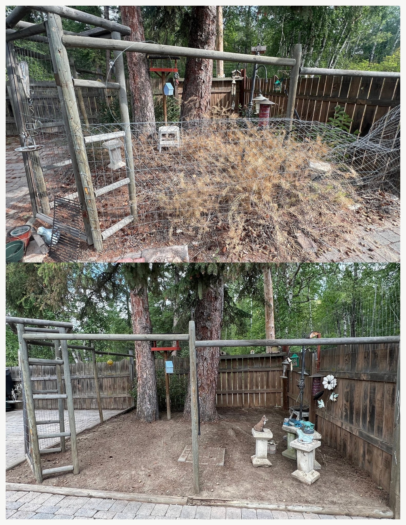Yard enclosure area cleared and maintained